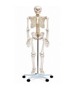 Skeleton Model