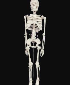 Skeleton Model