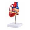 Heart Model – Life Size