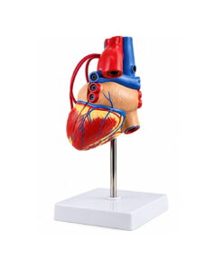 Heart Model – Life Size