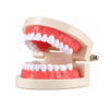Oral Hygiene Model