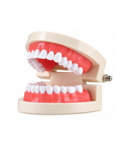 Oral Hygiene Model