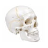 Classical Skull