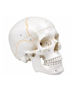 Classical Skull